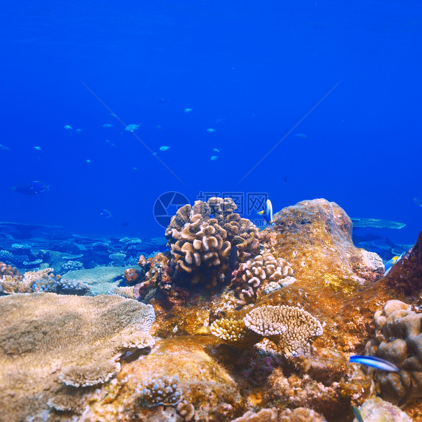 马尔代夫的珊瑚礁蓝色珊瑚生活热带野生动物呼吸管异国动物海洋荒野图片