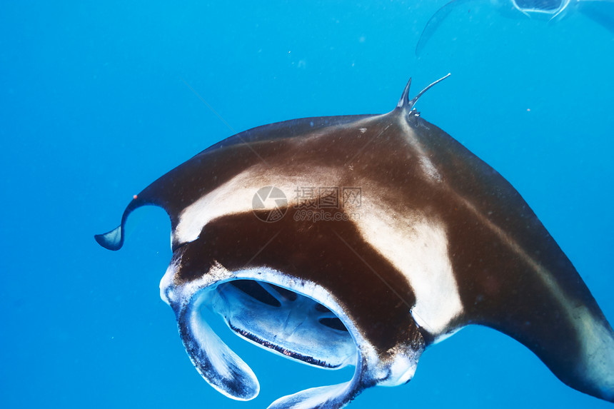 水下漂浮的曼塔射线飞行阳光动物翅膀潜水浮游野生动物热带蓝色荒野图片