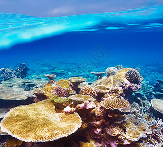 马尔代夫的珊瑚礁蓝色呼吸管海洋荒野潜水异国情调海上生活动物珊瑚背景图片
