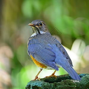 乌尔泰泰国鸟类学高清图片