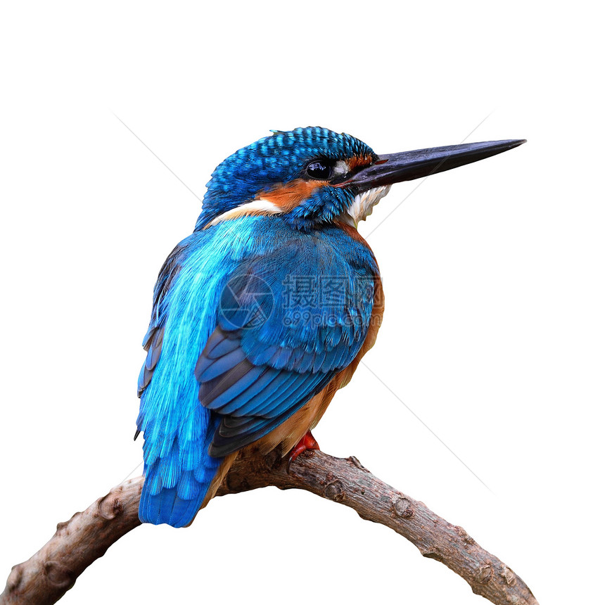 男性普通捕王者栖息鸟类野生动物摄影成人动物枝条荒野钓鱼蓝色图片