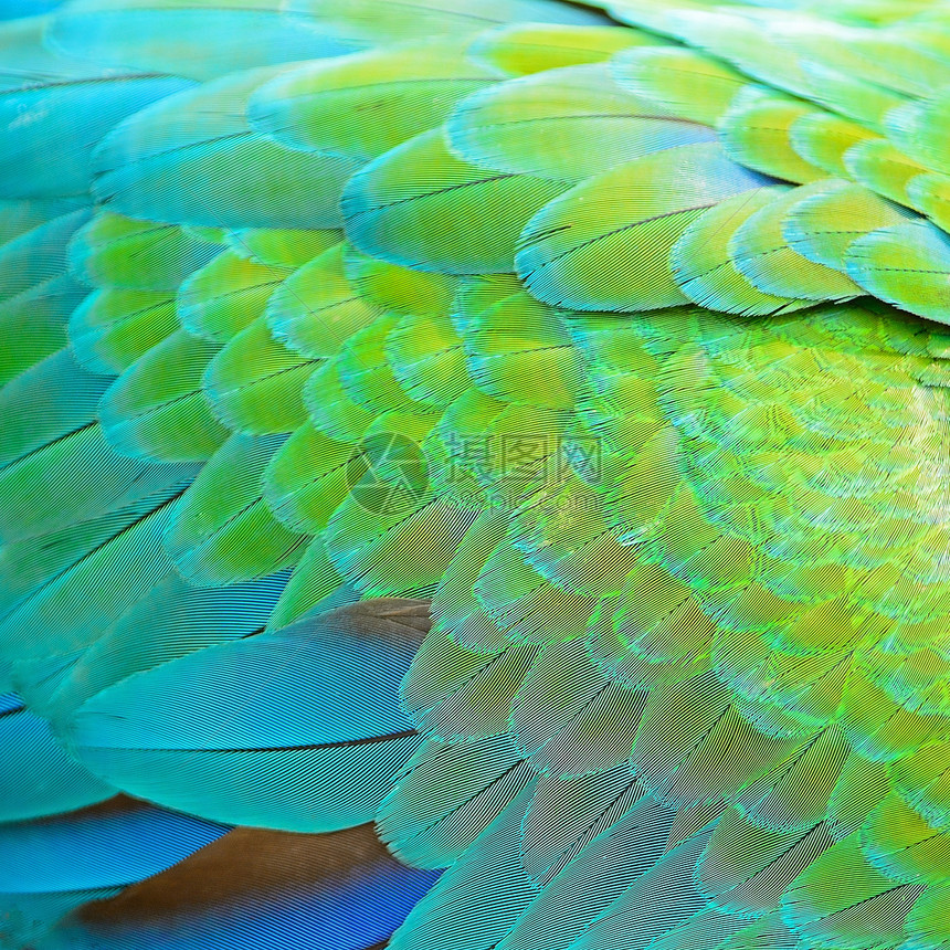 哈莱金马aw羽毛金子活力翅膀丑角动物蓝色野生动物绿色鹦鹉热带图片