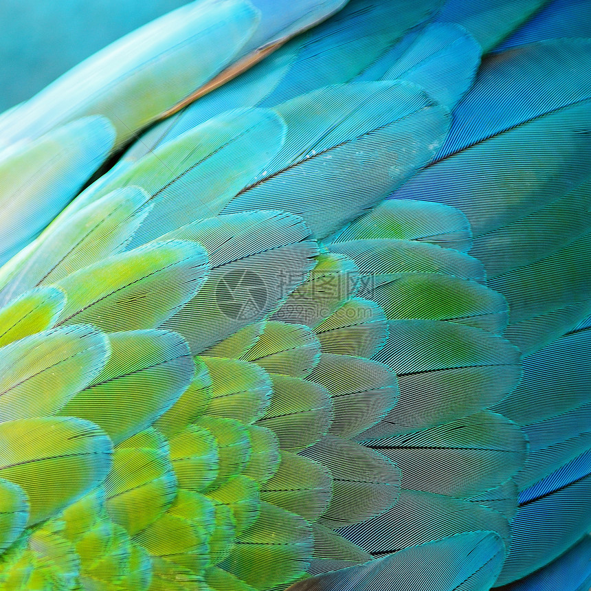 哈莱金马aw羽毛宏观野生动物活力蓝色丑角热带绿色动物鹦鹉黄色图片