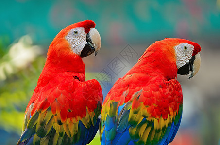 斯嘉丽马考动物热带异国彩虹鸟舍蓝色野生动物情调红色鹦鹉背景图片