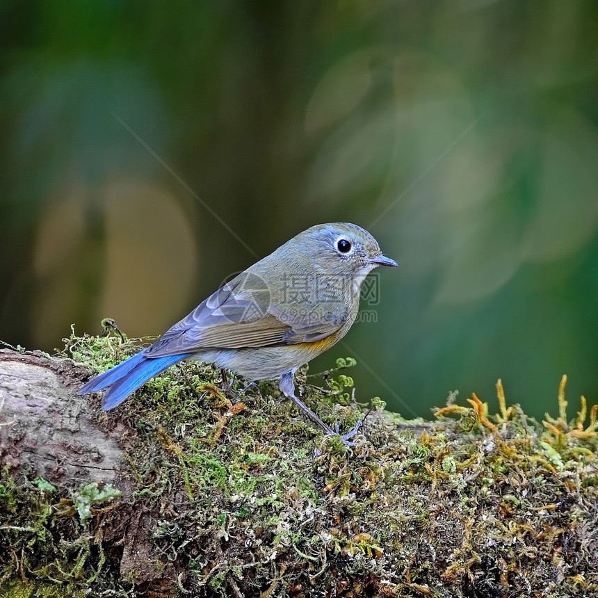蓝尾车Bluetail橙子鸟类森林棕色蓝色动物红肋野生动物白色红色图片