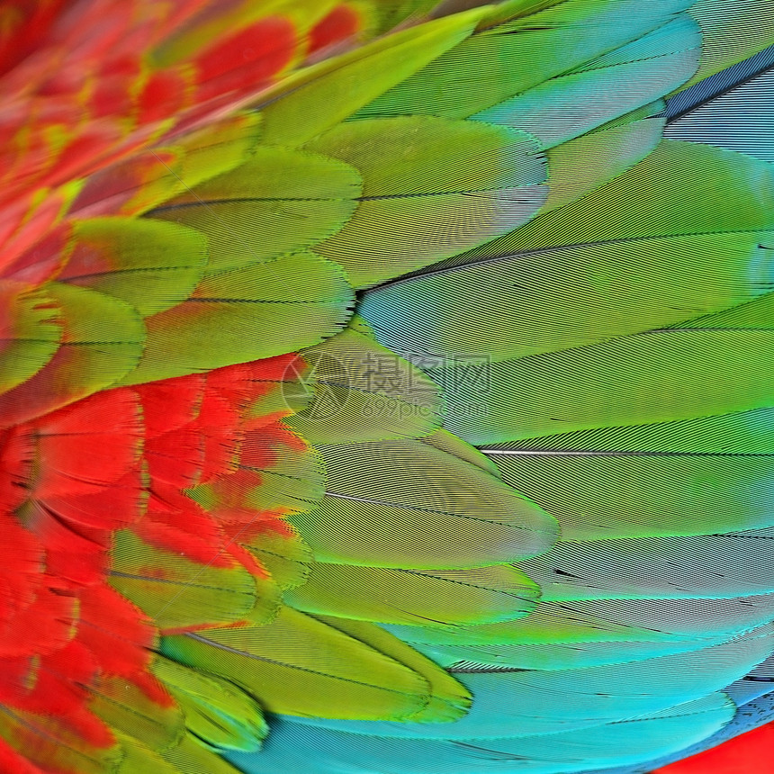 绿翼马aw羽毛热带红色绿色鹦鹉鸟类翅膀异国蓝色野生动物情调图片