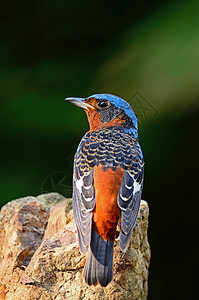 男性白喉岩笔喉咙森林荒野警报画眉鸟类野生动物动物高清图片