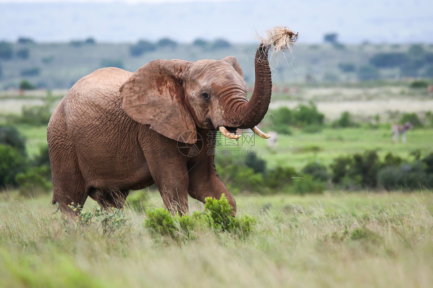 非洲大象野生动物动物力量獠牙耳朵象牙哺乳动物棕色荒野大草原图片
