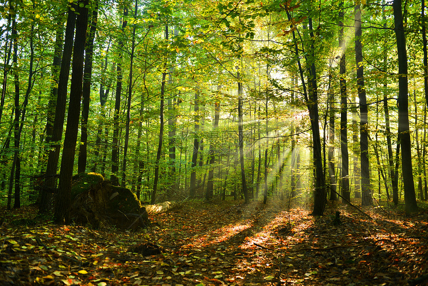 森林太阳叶子日光公园树干射线植物木头晴天薄雾图片