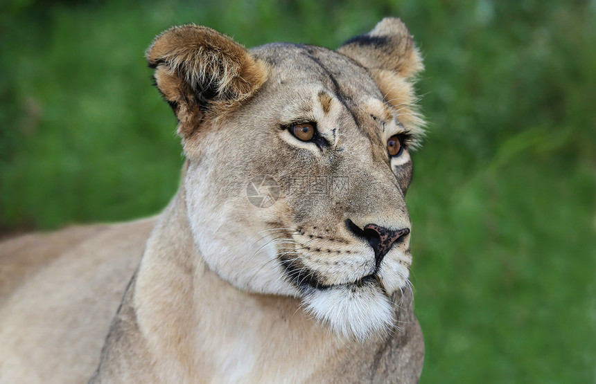 狮子狮肖像野生动物食肉耳朵母狮荒野豹属警报眼睛女性濒危图片