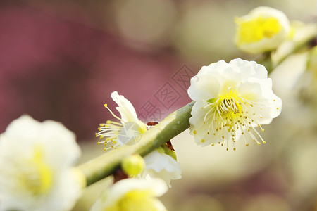 开花白色李子UME 日本羽花梅花天空植物群樱花庆典蓝色公园粉色白色旅行背景