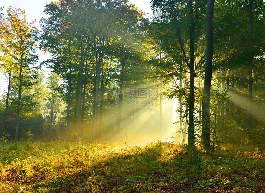 森林黎明山毛榉魔法薄雾远足叶子公园亮度太阳射线风景图片