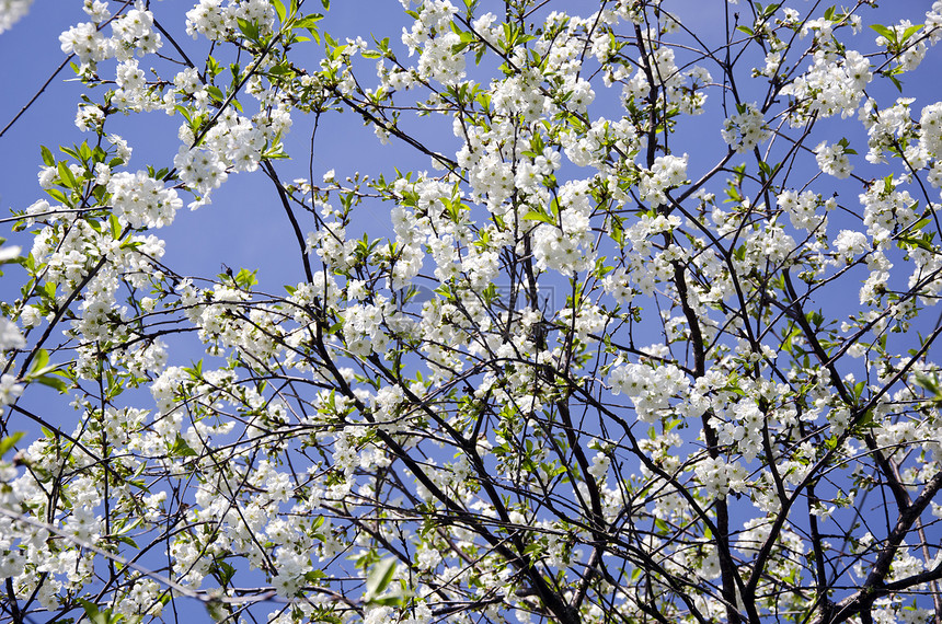 盛开的春花樱桃树图片
