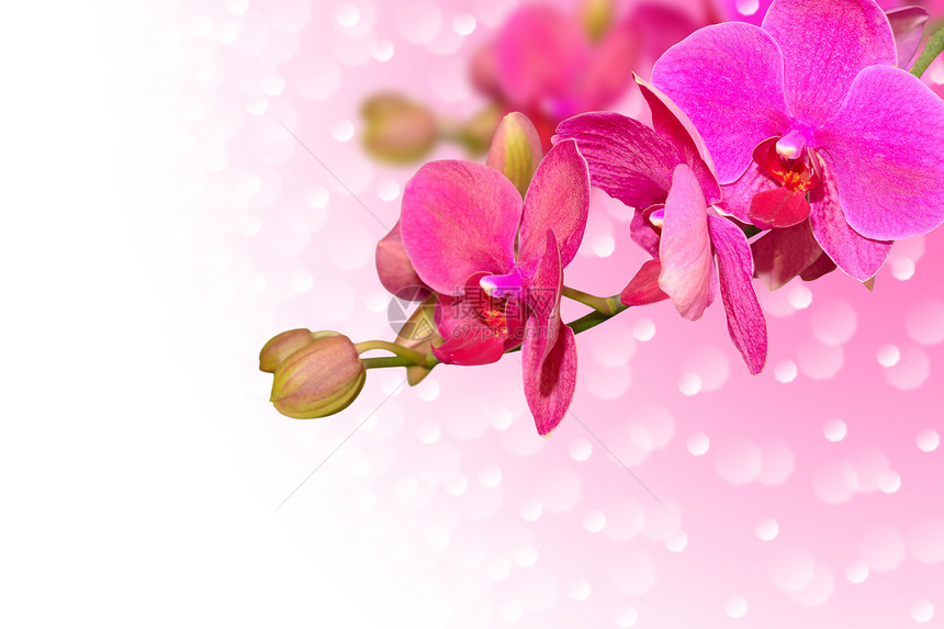 异国情调的紫色兰花花蕾图片
