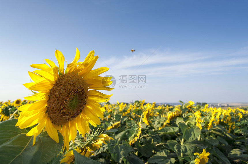 向日向向外田环境晴天花粉昆虫蜂蜜生物阳光场地向日葵墙纸图片