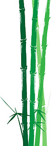 背龟竹手画的竹绿色轮背图示框架竹子文化文字分支机构树叶邮票阴影象形墨水插画
