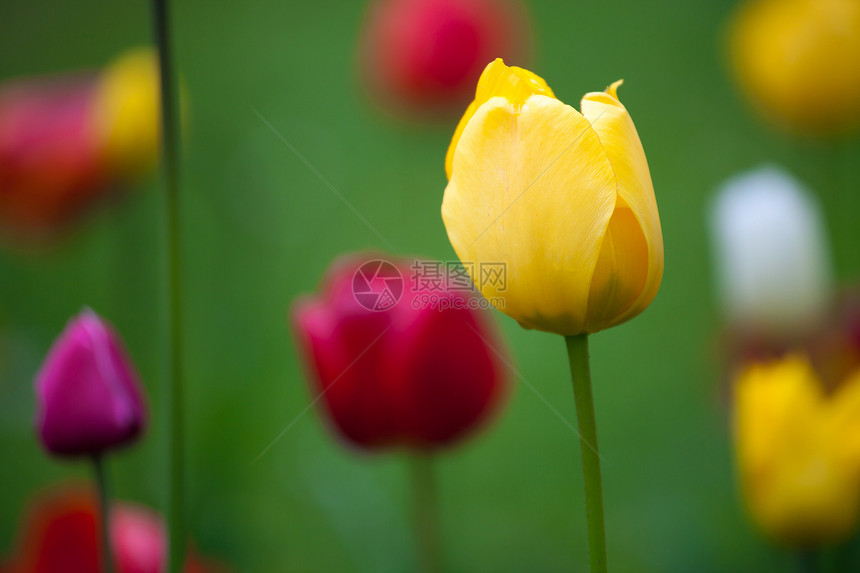 公园里新鲜多彩的郁金香场地红色叶子白色粉色花瓣绿色活力季节花园图片