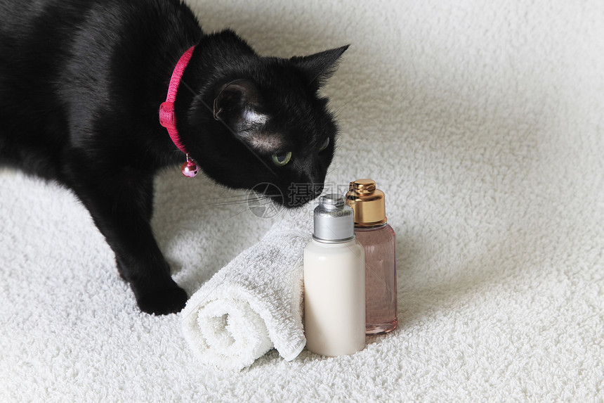 身体护理产品广告宠物动物香气保健洗澡墙纸瓶子芳香治疗图片