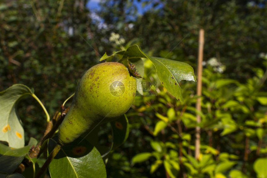新鲜梨牧场活力叶子农场食物色彩农业水果栽培植物图片