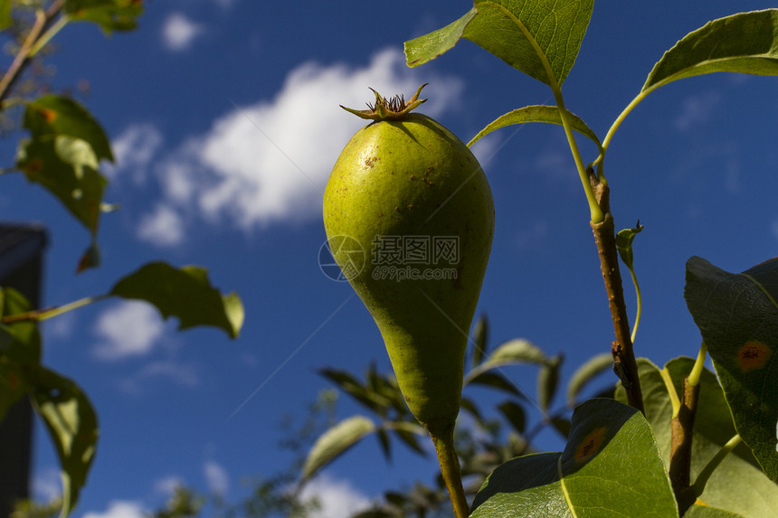 新鲜梨农场牧场食物水果叶子天空植物农业活力栽培图片