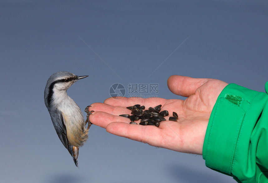 欧亚Nuthatch荒野棕榈手臂动物野生动物树木眼睛羽毛灰色鸟类图片