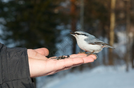 五子雀欧亚Nuthatch羽毛眼睛动物野生动物鸟类手臂森林棕榈灰色树木背景