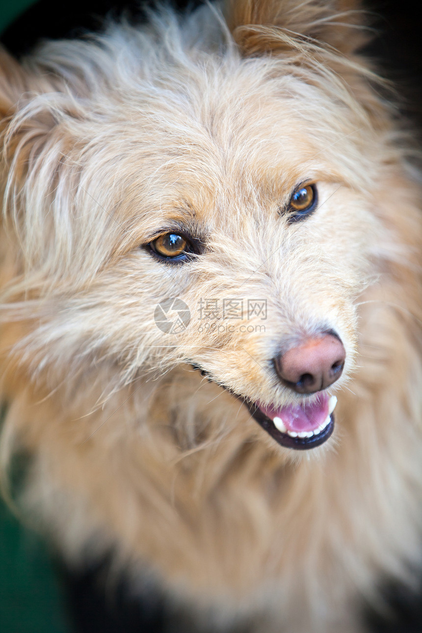 家养狗的肖像猎犬白色眼睛宠物高地鼻子羊毛绿色公园图片