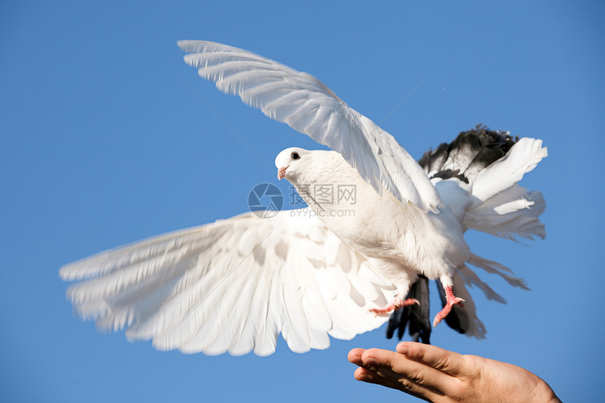 手握白鸽 对着天航班食物鸽子羽毛天空天堂宗教自由生态荒野图片