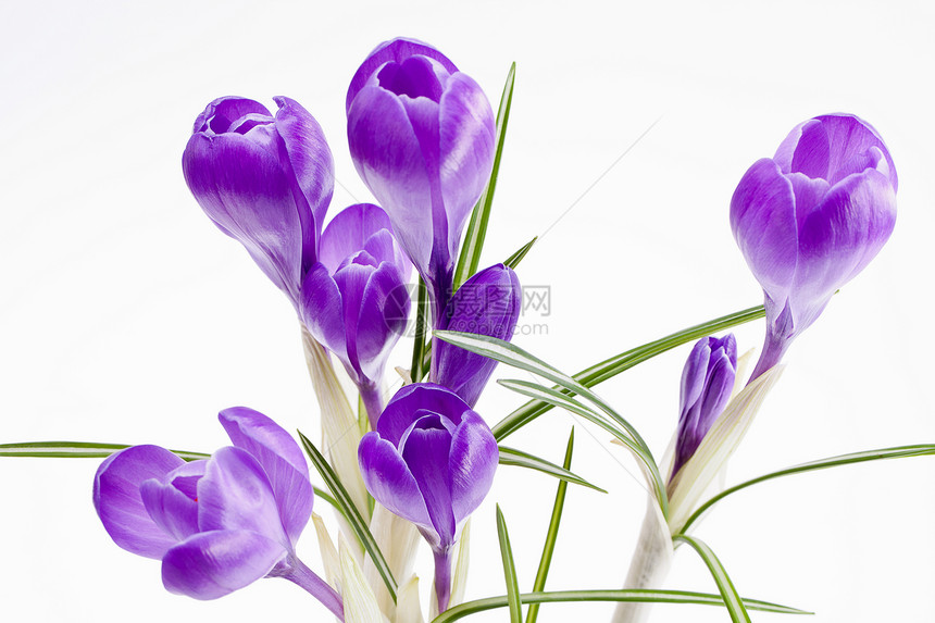 一些紫罗兰花花 孤立在白色背景上花瓣叶子季节性绿色紫色树叶季节花朵植物宏观图片