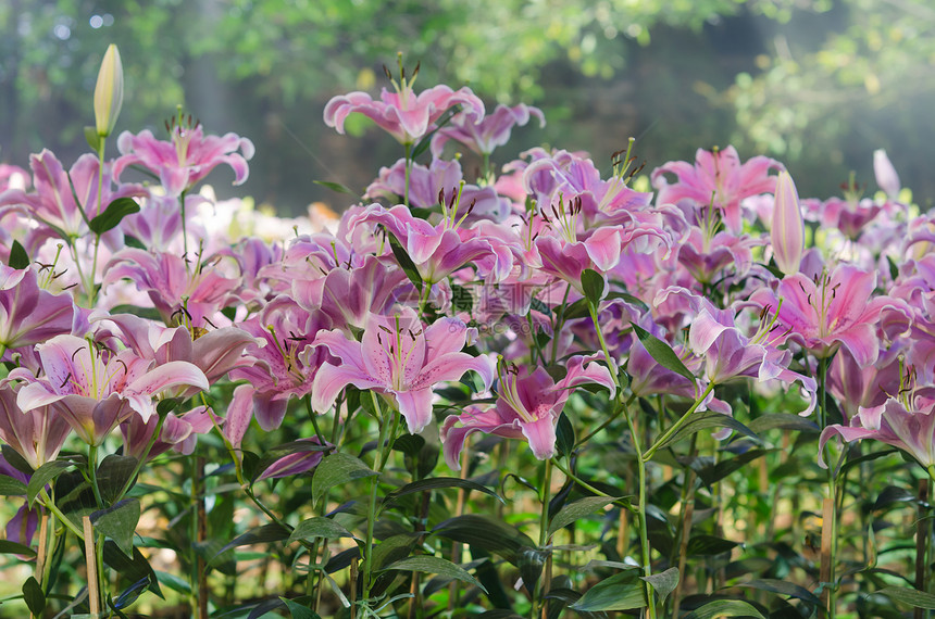 粉粉丽百合花园叶子粉色花束百合紫色绿色白色植物植物学图片