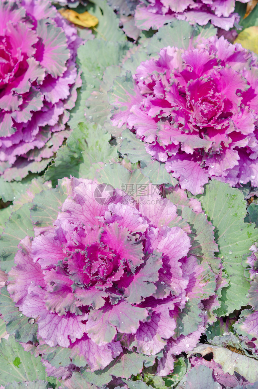 装饰卷心菜褶边叶子紫色卷曲生长沙拉营养收成蔬菜食物图片
