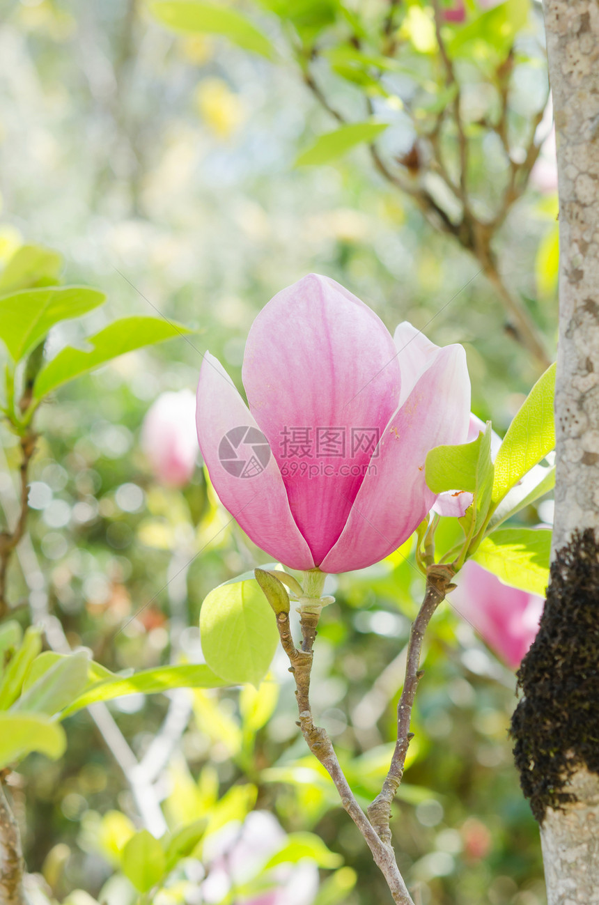 粉色阿扎莱亚植物学植物季节白色花瓣叶子植物群图片