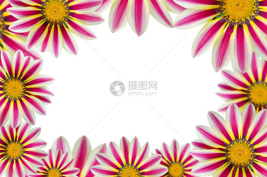 花背景边界季节洋甘菊花瓣白色雏菊叶子季节性植物群植物图片