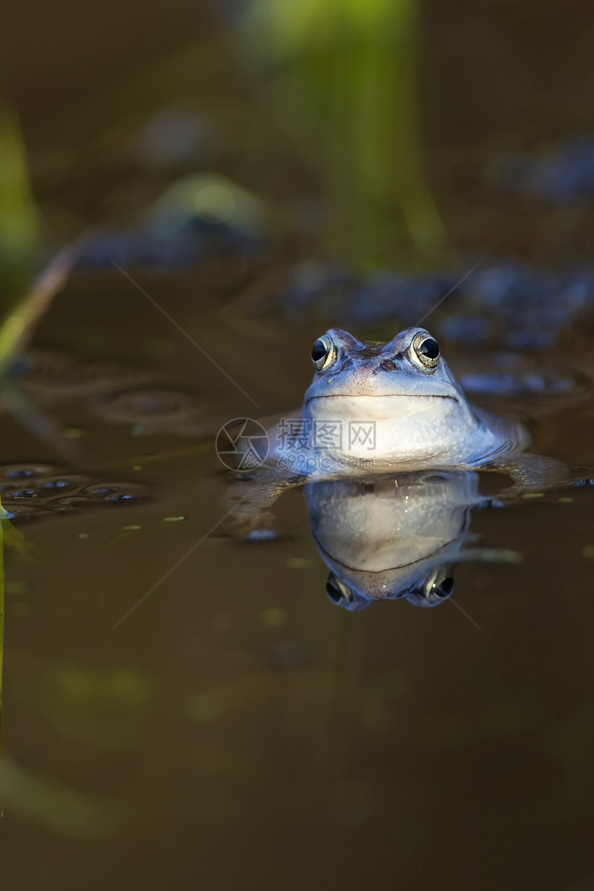 野生摩尔青蛙野生动物两栖荒野标本池塘眼睛动物蓝色水池水陆图片