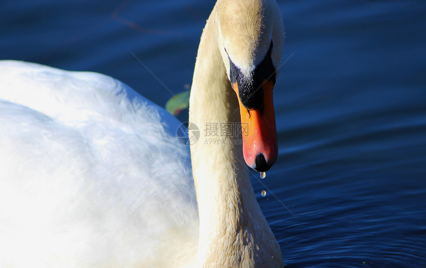 静音天鹅动物群富豪水禽白色游泳动物野生动物图片