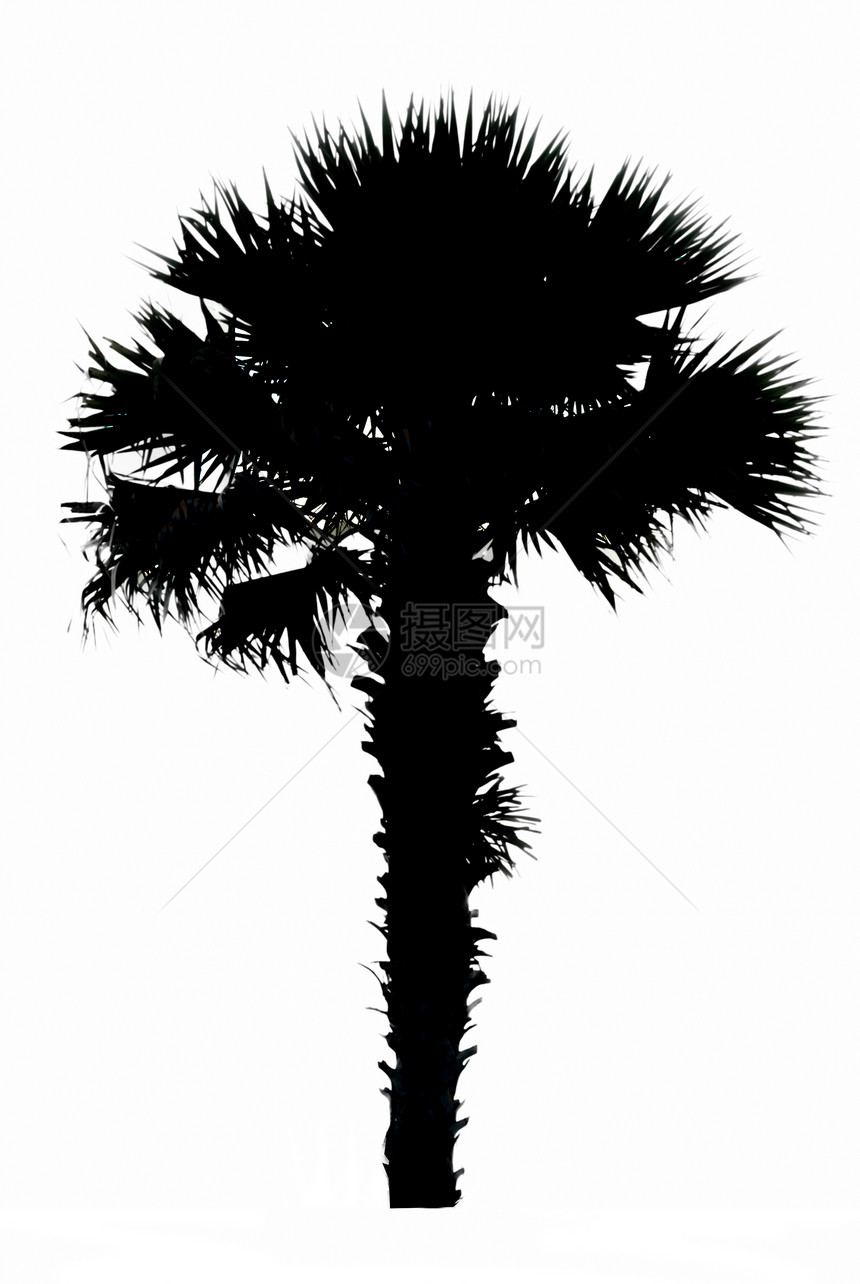 秋光棕榈树椰子植物阴影叶子黑色热带棕榈白色树木图片