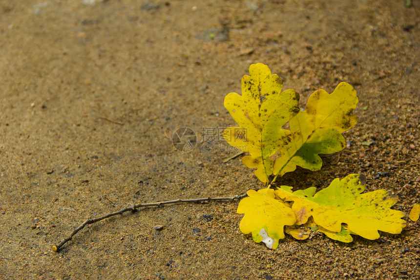 路上的橡叶橡木黄色小路叶子植物学季节摄影静脉图片
