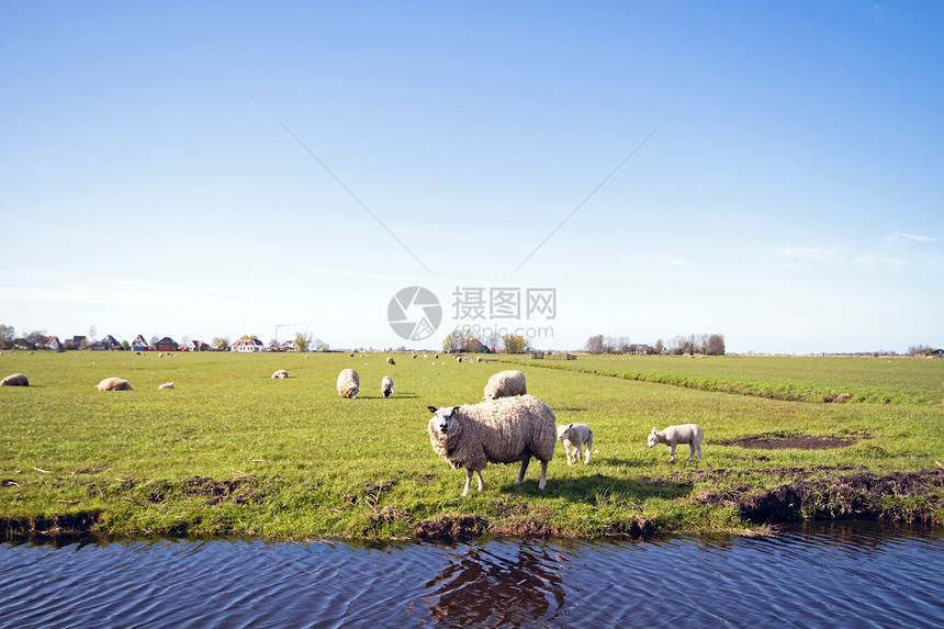 荷兰农村的羊群和羊羔 来自荷兰图片