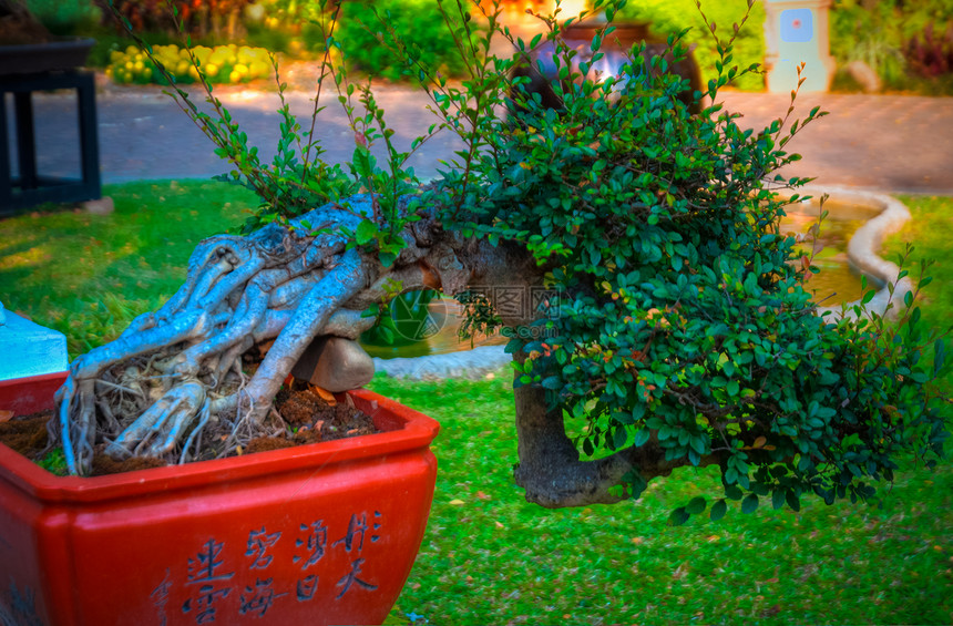 泰国房子艺术花园叶子盆栽矮人植物学树干山毛榉图片