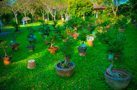 泰国植物叶子山毛榉平衡生长矮人盆栽房子控制背景图片