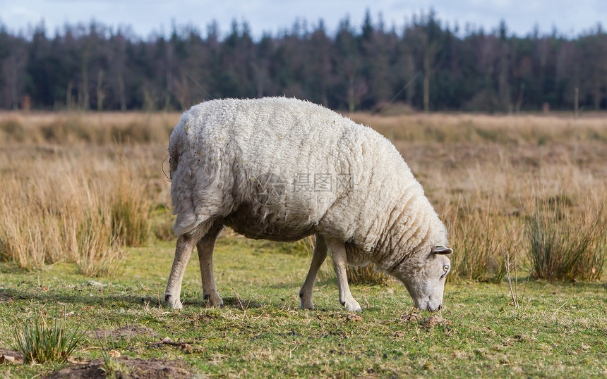 绵羊厚厚的冬大衣毛皮哺乳动物外套场地母羊季节家畜草地动物农村图片