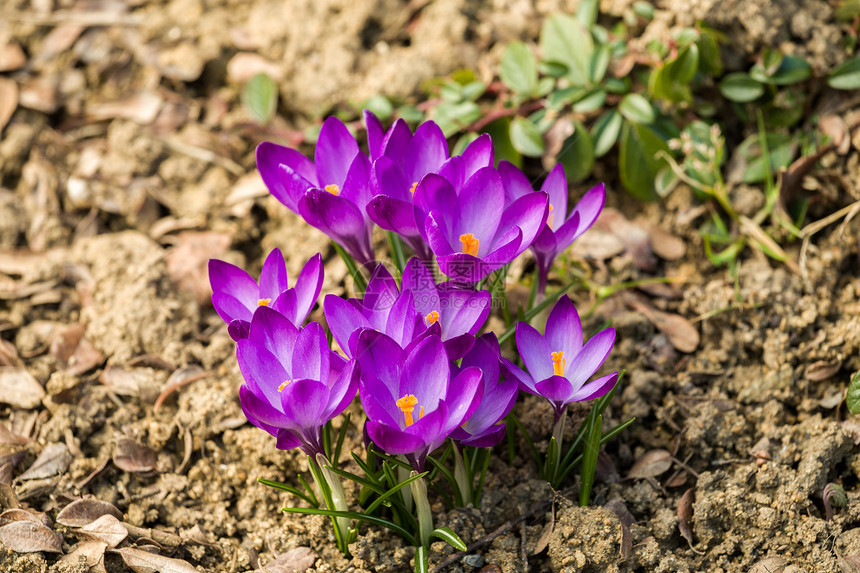 花园中的初春花生长叶子绿色季节粉色场地宏观植物地面红花图片