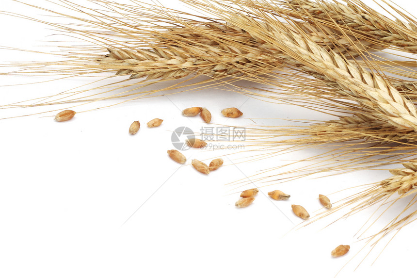小麦耳朵玉米谷物面包农业粮食白色黄色稻草种子金子图片