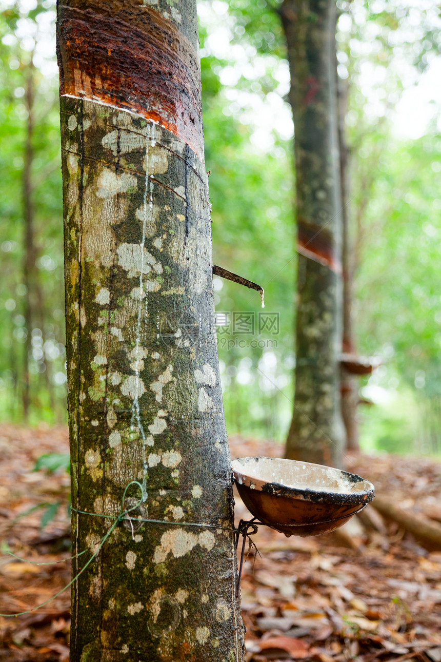 橡胶乳胶收集牛奶种植园热带杯子农场材料树干植物森林雨林图片