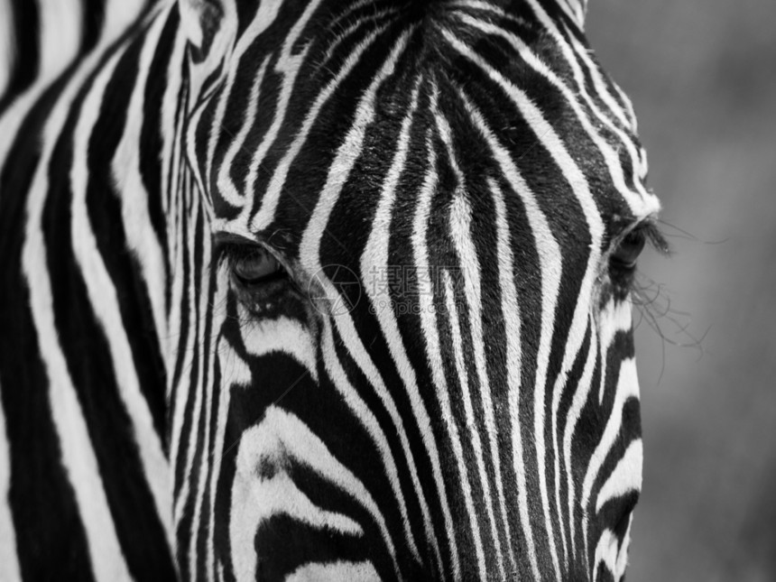 黑白相间的斑马肖像耳朵旅行公园皮肤冒险大草原游戏动物野生动物国家图片