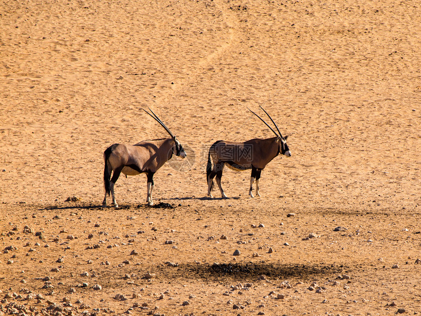 2个奥里星座荒野沙漠夫妻食草土地栖息地野生动物羚羊哺乳动物风景图片