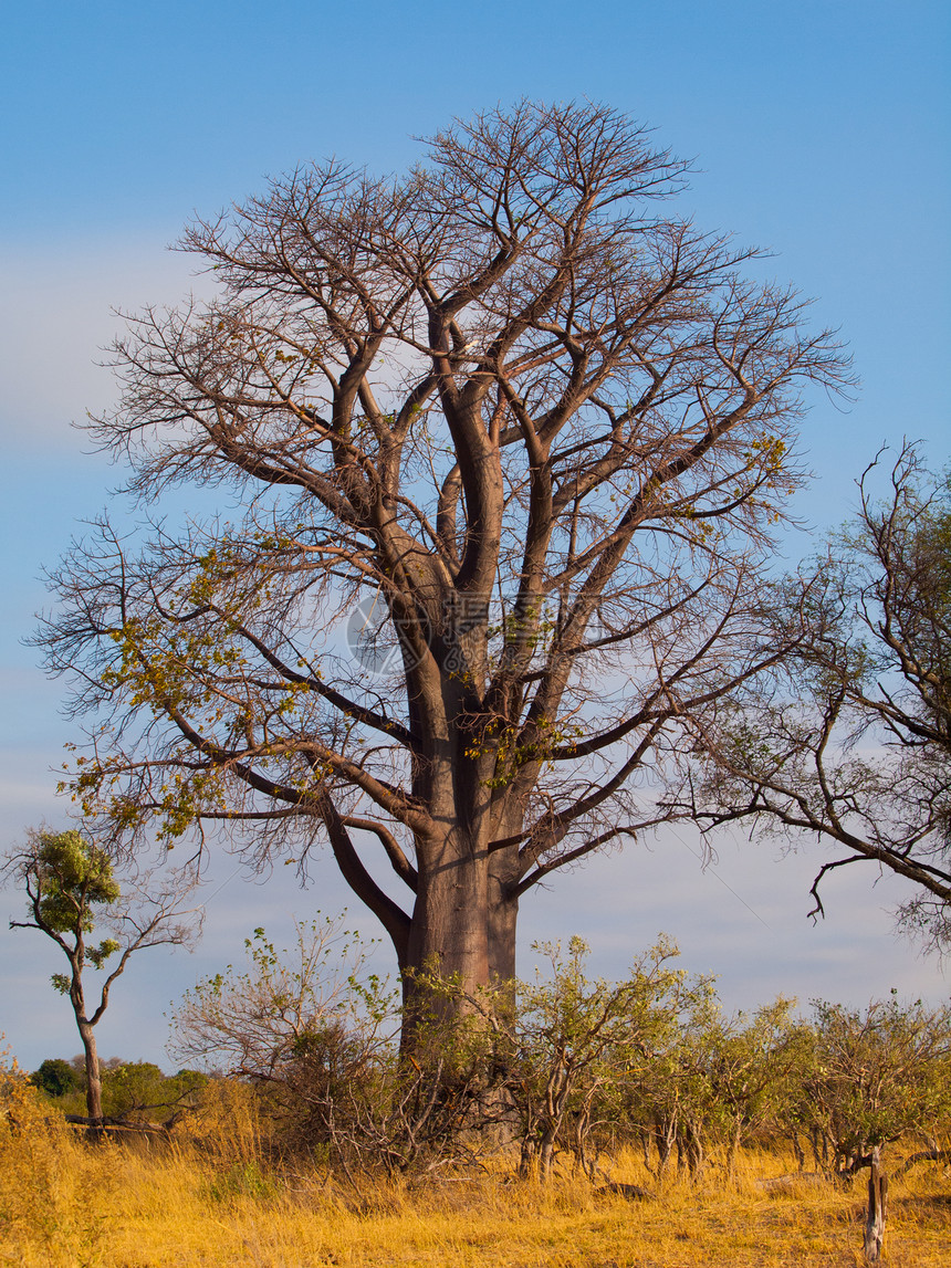 Baobab树场地木头太阳天空植物植物群晴天情调生长荒野图片