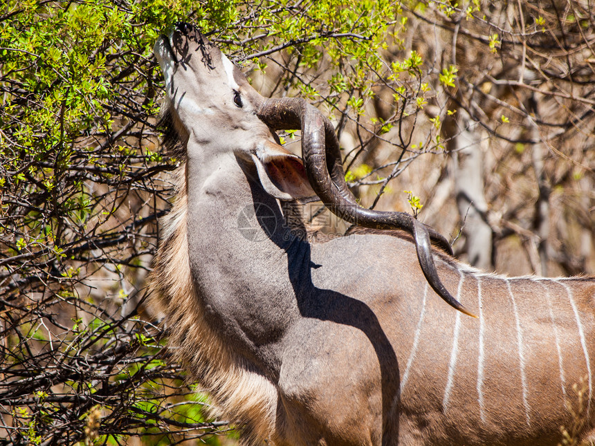 吞食野生动物喇叭耳朵衬套植被树叶红木动物男性羚羊图片