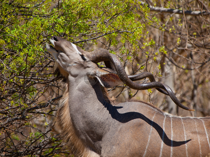 吞食羚羊植被叶子动物耳朵季节野生动物哺乳动物树叶喇叭图片