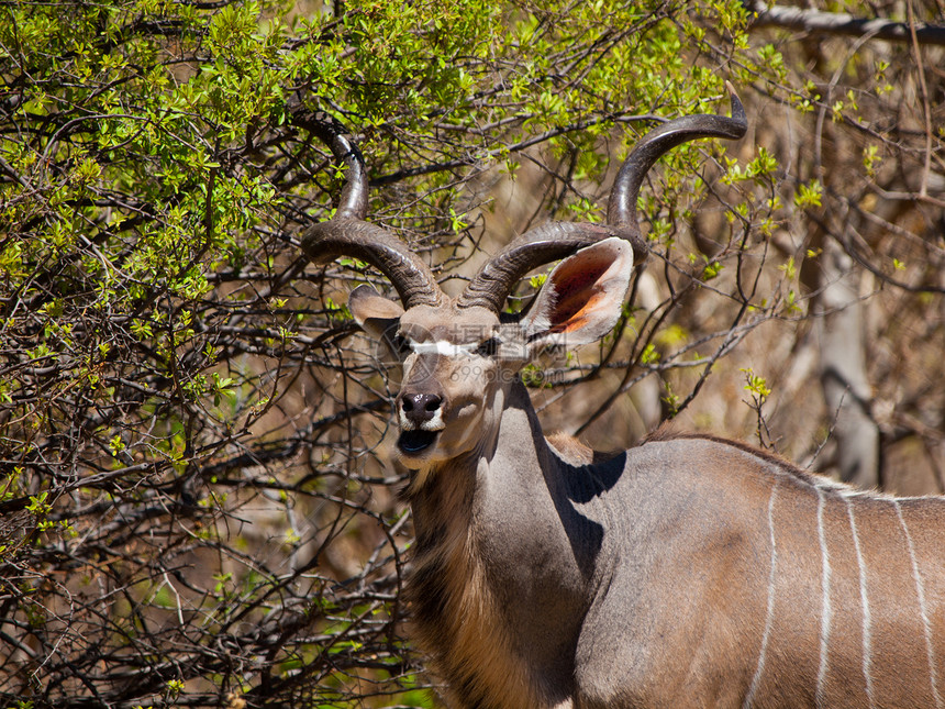 吞食动物野生动物羚羊叶子喇叭男性植被哺乳动物衬套树叶图片